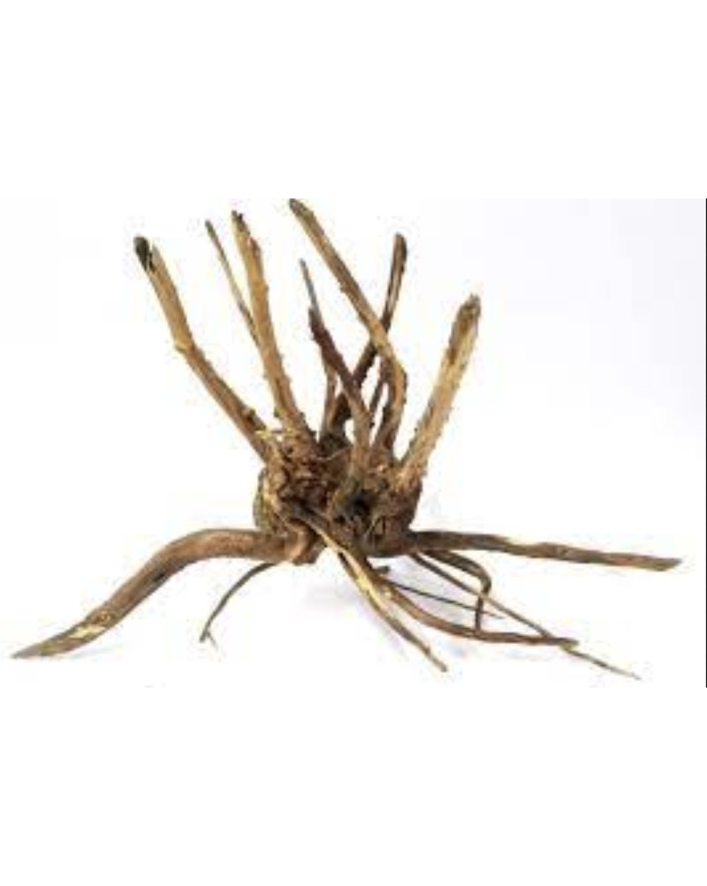 Trunk Wood taille S 15-30cm jusqu a 400g