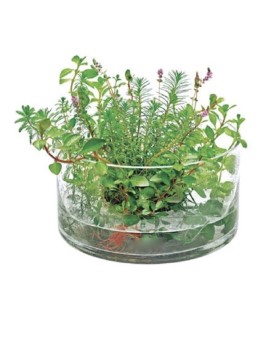 Contenant cylindrique en verre VIV 16 cm