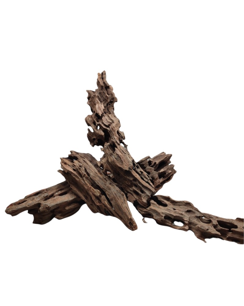 Racine Dragon Wood M 15 a 30 cm brun fonce et gris