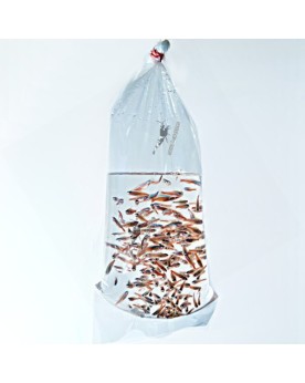 Sachets pour envoi de crevettes bords arrondis