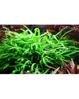 Microrosum Pteroptus Trident sur racine, feuilles jusqu a 20 cm
