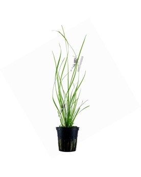 Cyperus helferi en aquarium