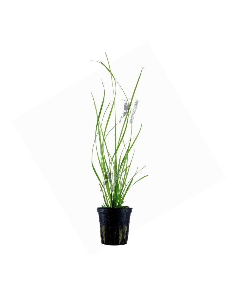 Cyperus helferi en aquarium