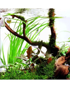 Cyperus helferi en aquarium