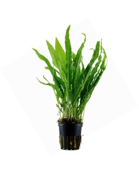 Microsorum pteropus attache sur souche ou pierre
