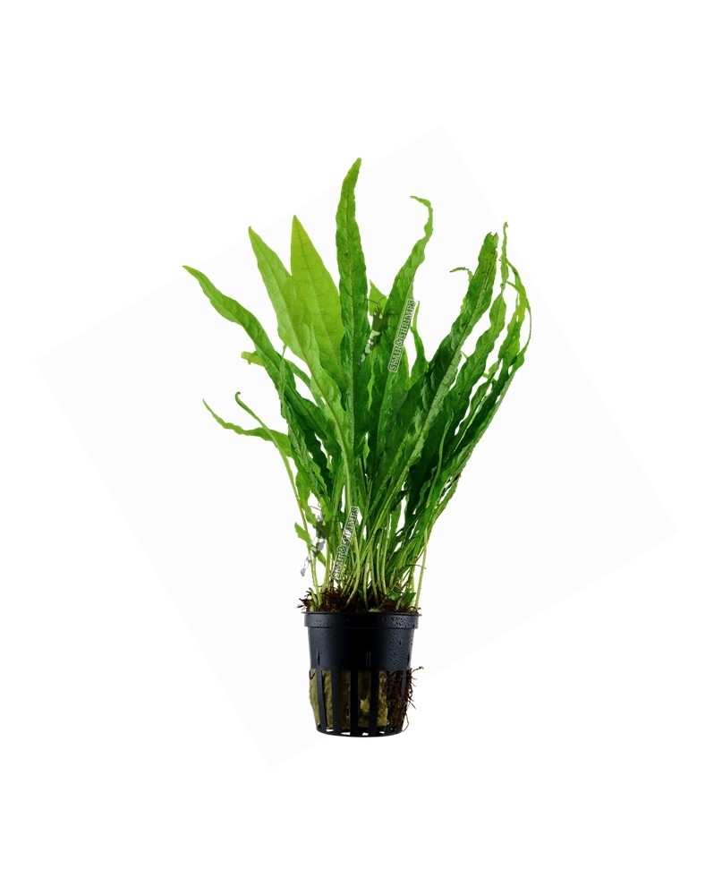 Microsorum pteropus attache sur souche ou pierre