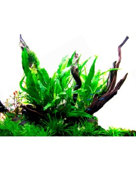 Microsorum pteropus attache sur souche ou pierre