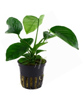 Anubias barteri caladiifolia feuilles en forme de coeur