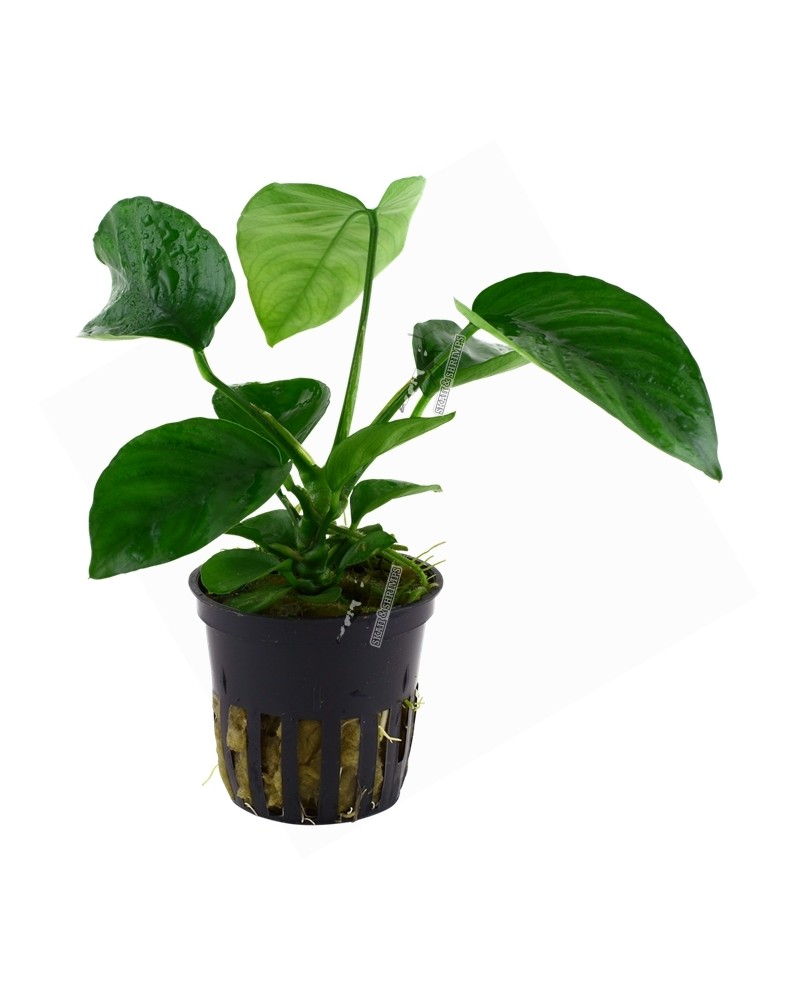 Anubias barteri caladiifolia feuilles en forme de coeur