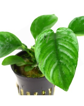 Anubias barteri caladiifolia feuilles en forme de coeur