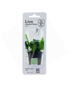 Anubias barteri var. nana en pot - petite plante aquarium