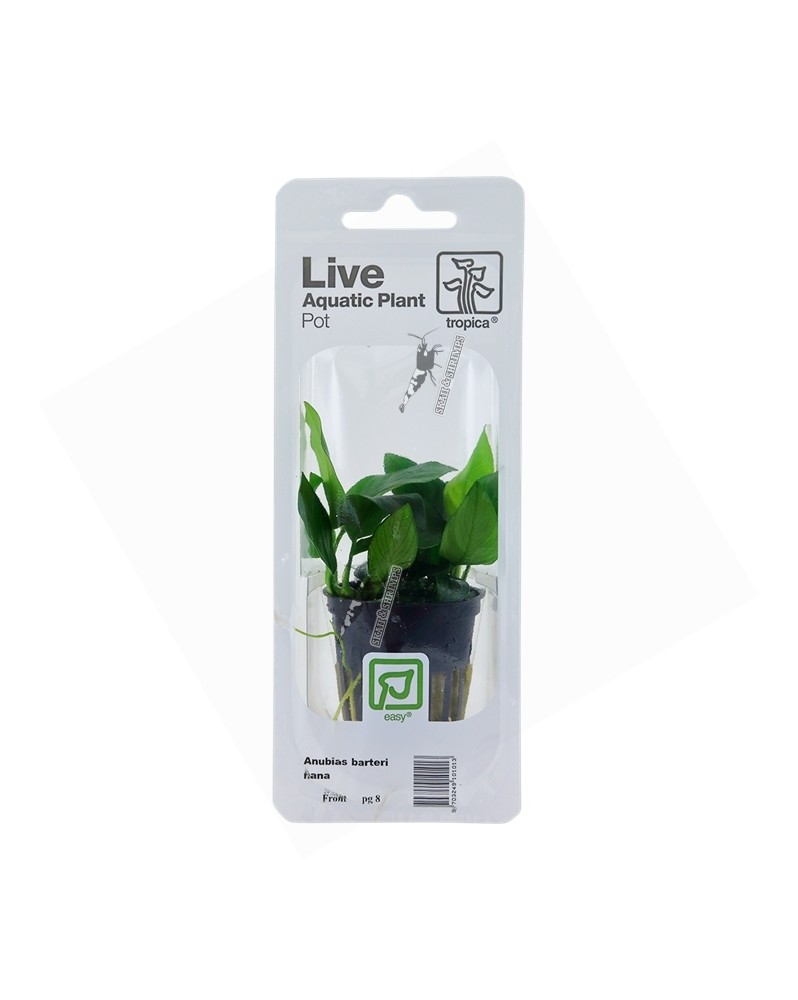 Anubias barteri var. nana en pot - petite plante aquarium