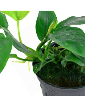 Anubias barteri var. nana en pot - petite plante aquarium