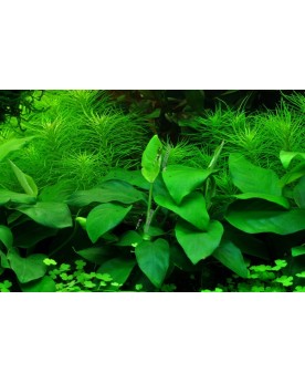 Anubias barteri var. nana en pot - petite plante aquarium