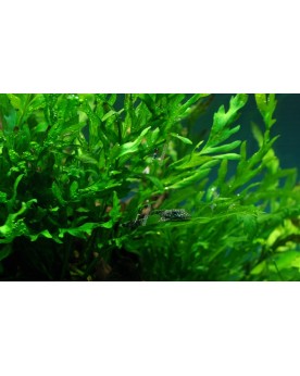 Bolbitis Heudolotii en pot fougere pour aquarium