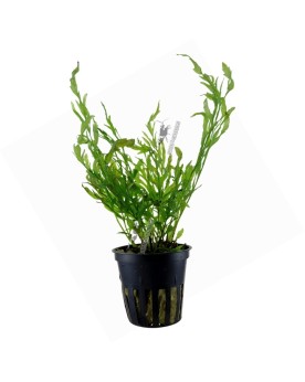 Bolbitis Heudolotii en pot fougere pour aquarium