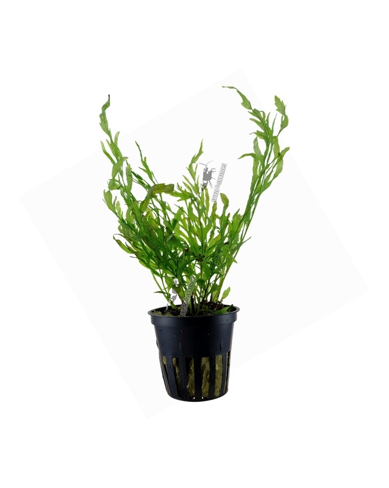 Bolbitis Heudolotii en pot fougere pour aquarium