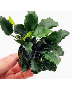 Anubias Kirin feuilles ondulees - plante aquarium