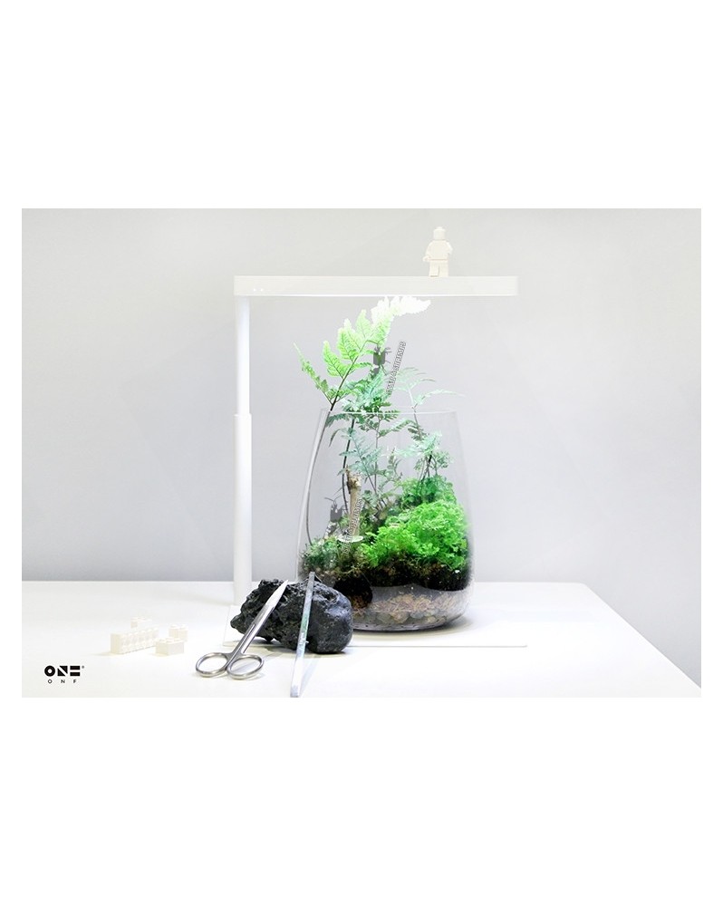 Kit ONF terrarium complet pour mousses et fougeres