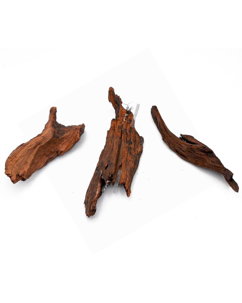 Racine River Wood ideale pour nano pico et fixation de mousse