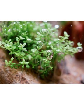 Hemianthus callitrichoides tapis verdoyant en aquarium
