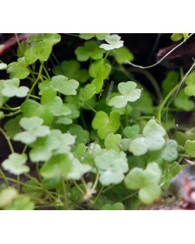 Hydrocotyle tripartita Mini - feuilles 1 cm