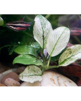 Anubias barteri nana Pinto sur pierre ou racine