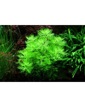 Hottonia feuilles effilees et pousses courbees