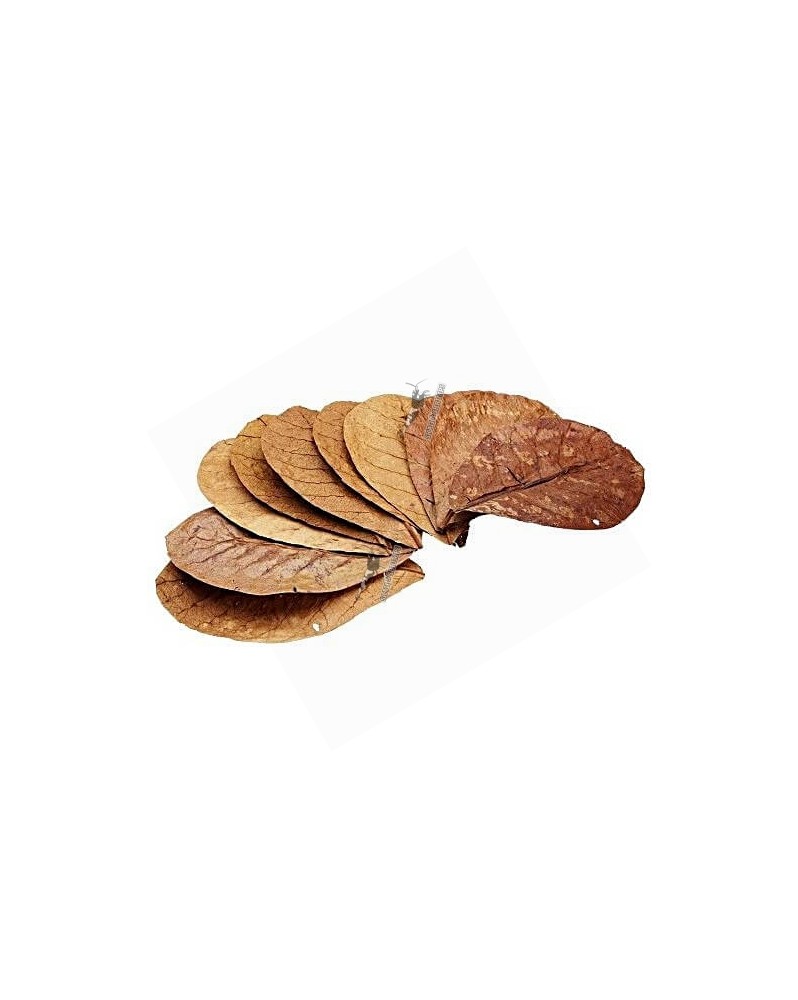 Feuilles de Badamier Terminalia catappa 15-20 cm