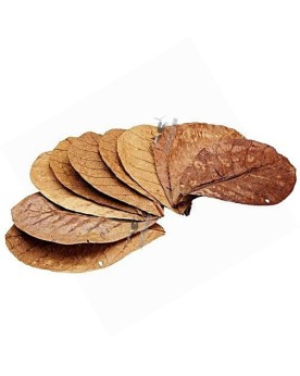 Feuilles de Badamier 18 a 30 cm pour aquarium