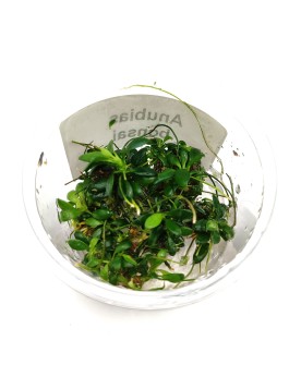Anubias barteri nana bonsai sur racine