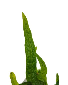 Microrosum Green Gnome feuilles motif crocodile