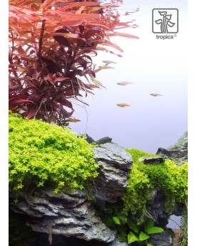 Image catalogue produits Tropica