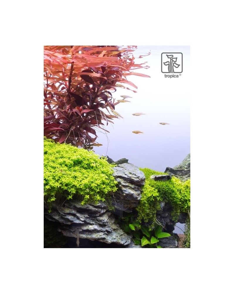 Image catalogue produits Tropica