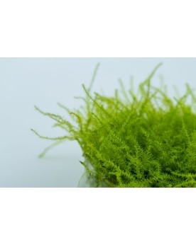 Leptodictyum riparium Stringy Moss in vitro