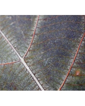 Feuilles de teck entieres 20 cm Tectona grandis