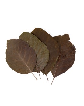 Feuilles de teck entieres 20 cm Tectona grandis