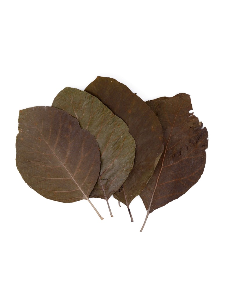 Feuilles de teck entieres 20 cm Tectona grandis
