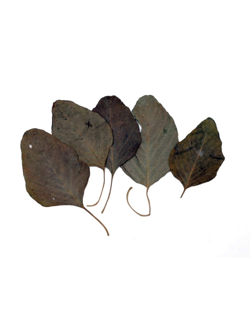 Feuilles amaranthes pour crevettes, coulent vite
