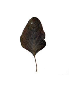Feuilles amaranthes pour crevettes, coulent vite