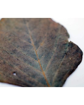 Feuilles amaranthes pour crevettes, coulent vite
