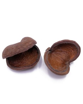Gousses de Badam pour aquarium et crevettes