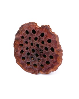 Cosses de lotus pour aquarium de crevettes 2-5 cm