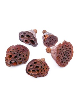 Cosses de lotus pour aquarium de crevettes 2-5 cm