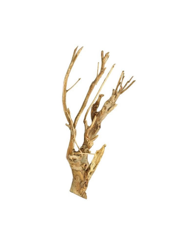 Racines Talawa pour decor de biotope