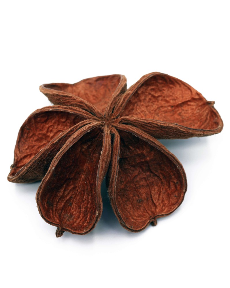 Petales de lotus pour aquarium crevettes 8 a 12 cm