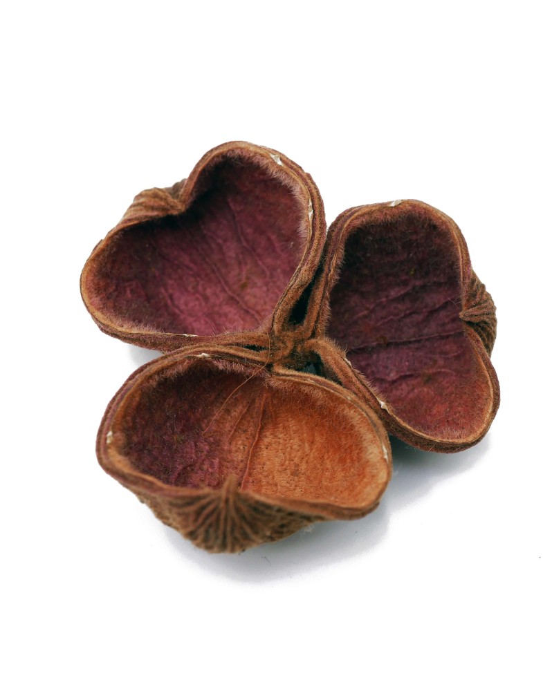 Petales de land lotus pour aquarium a crevettes