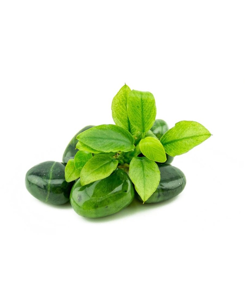 Anubia Nana Jade feuilles vert clair taches blanches