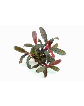Bucephalandra Red Scorpio feuilles vertes et rhizome rouge