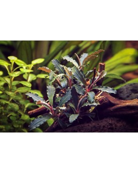 Bucephalandra Red Scorpio feuilles vertes et rhizome rouge